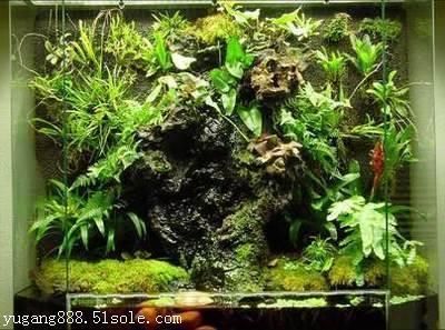 廣州哪里有賣魚缸造景燈的店子:廣州哪里可以買到魚缸造景燈