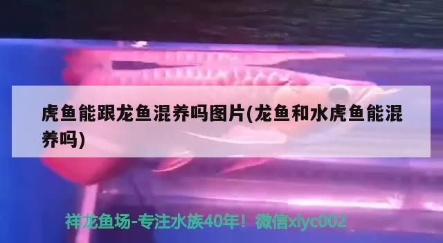 虎魚能跟龍魚混養嗎圖片(龍魚和水虎魚能混養嗎)（虎魚能跟龍魚混養嗎） 虎魚能跟龍魚混養嗎圖片(龍魚和水虎魚能混養嗎)（虎魚能跟龍魚混養嗎） 觀賞魚百科