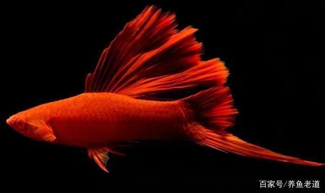 龍魚燈光擺放位置示意圖視頻講解，關于龍魚燈光擺放位置的一些問題