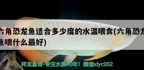 六角恐龍魚適合多少度的水溫喂食(六角恐龍魚喂什么最好)（六角恐龍魚適合多少度水溫喂食）