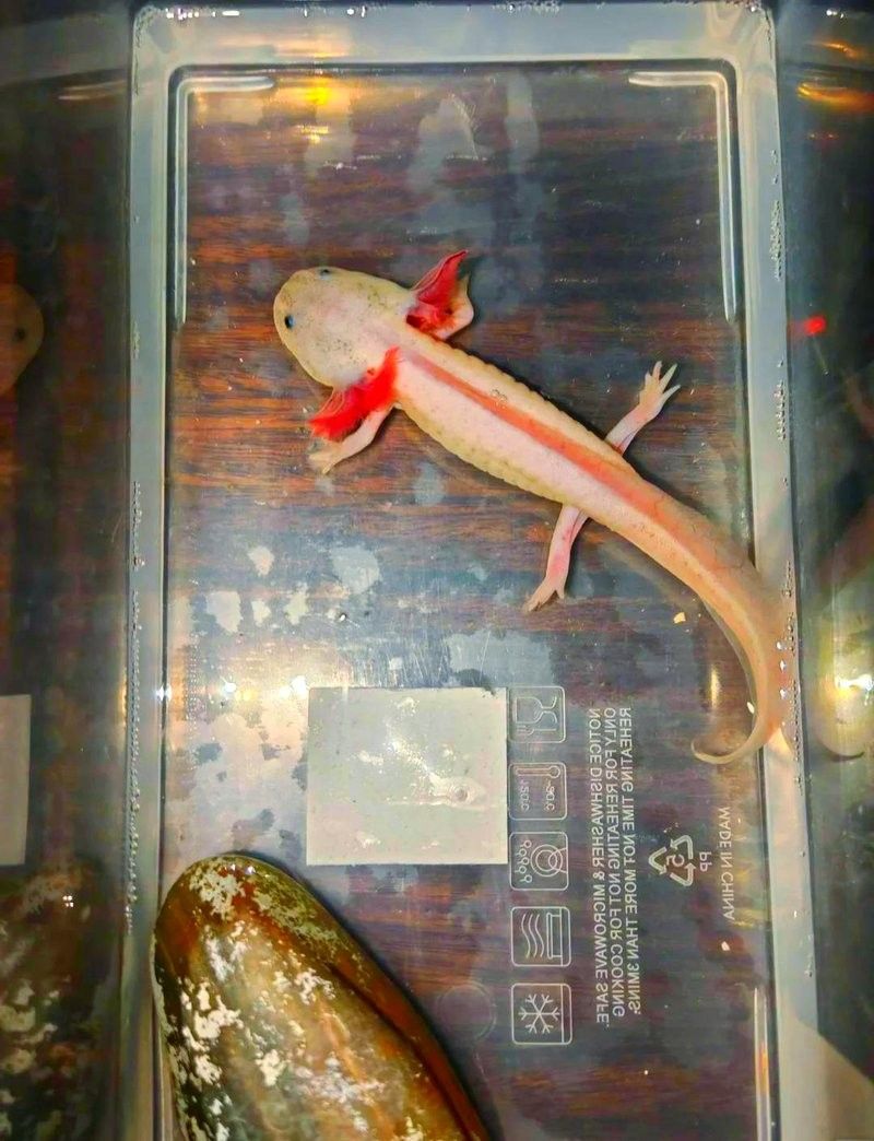 恐龍魚(yú)苗多久換一次水（hentai千語(yǔ)千夏龍魚(yú)多久換一次水最好星熒漫記） 恐龍魚(yú)苗多久換一次水（hentai千語(yǔ)千夏龍魚(yú)多久換一次水最好星熒漫記） 龍魚(yú)百科 第3張