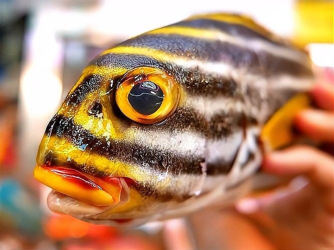 如何給虎魚喂食（如何給虎魚喂食的指南）