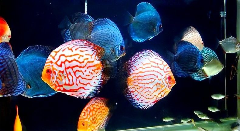 如何給虎魚喂食（如何給虎魚喂食的指南）