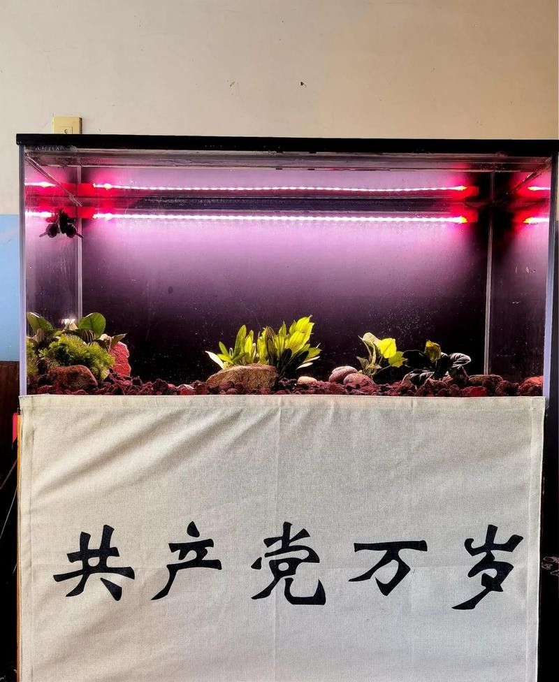 馬印神燈哪個系列適合草缸？（馬印增艷燈推薦大全）
