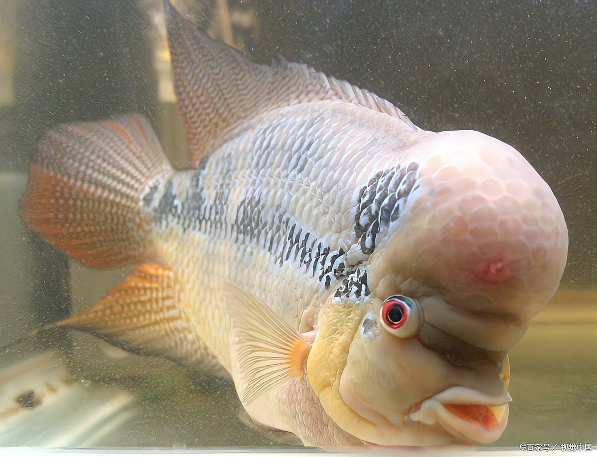 龍魚身上有白膜會自愈嗎（龍魚身上出現白膜能否自愈）