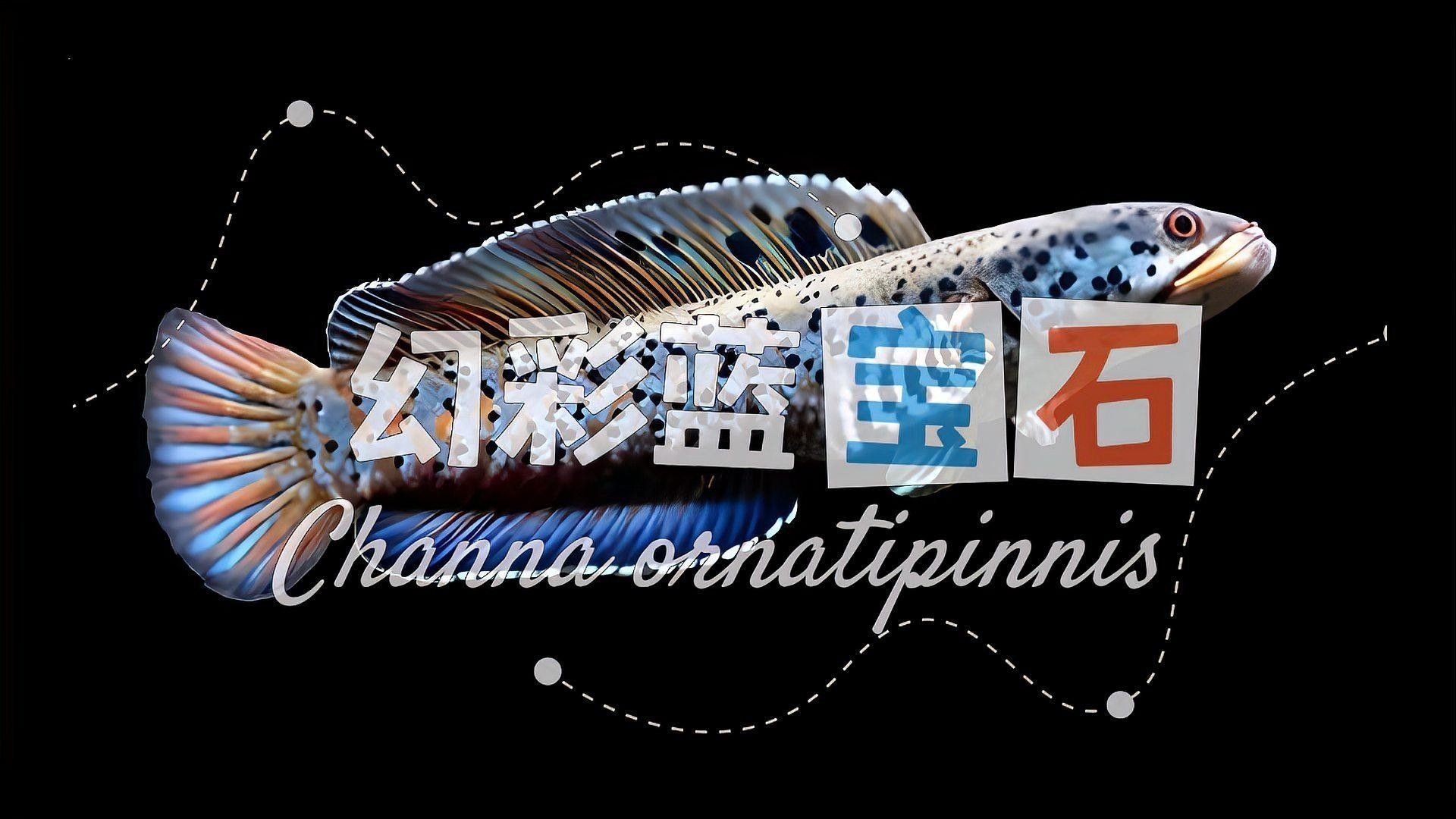 如何區分幻藍雷龍魚的不同品種（區分幻藍雷龍魚的不同品種和區分幻藍雷龍魚的不同品種）
