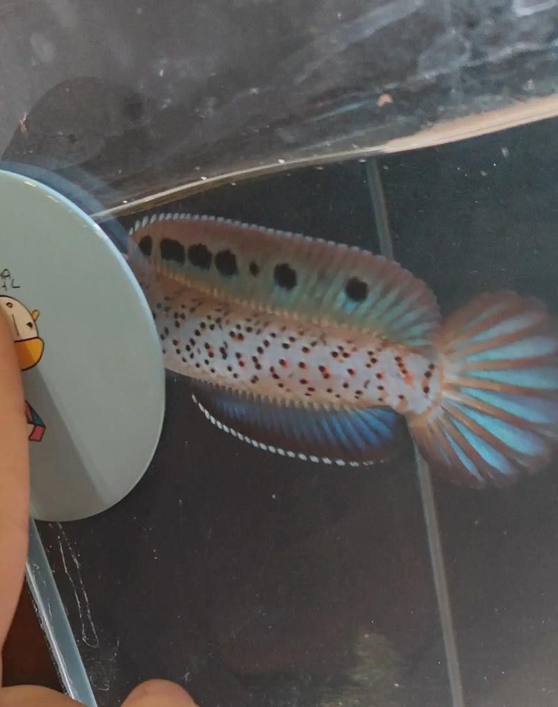如何區分幻藍雷龍魚的不同品種（區分幻藍雷龍魚的不同品種和區分幻藍雷龍魚的不同品種）