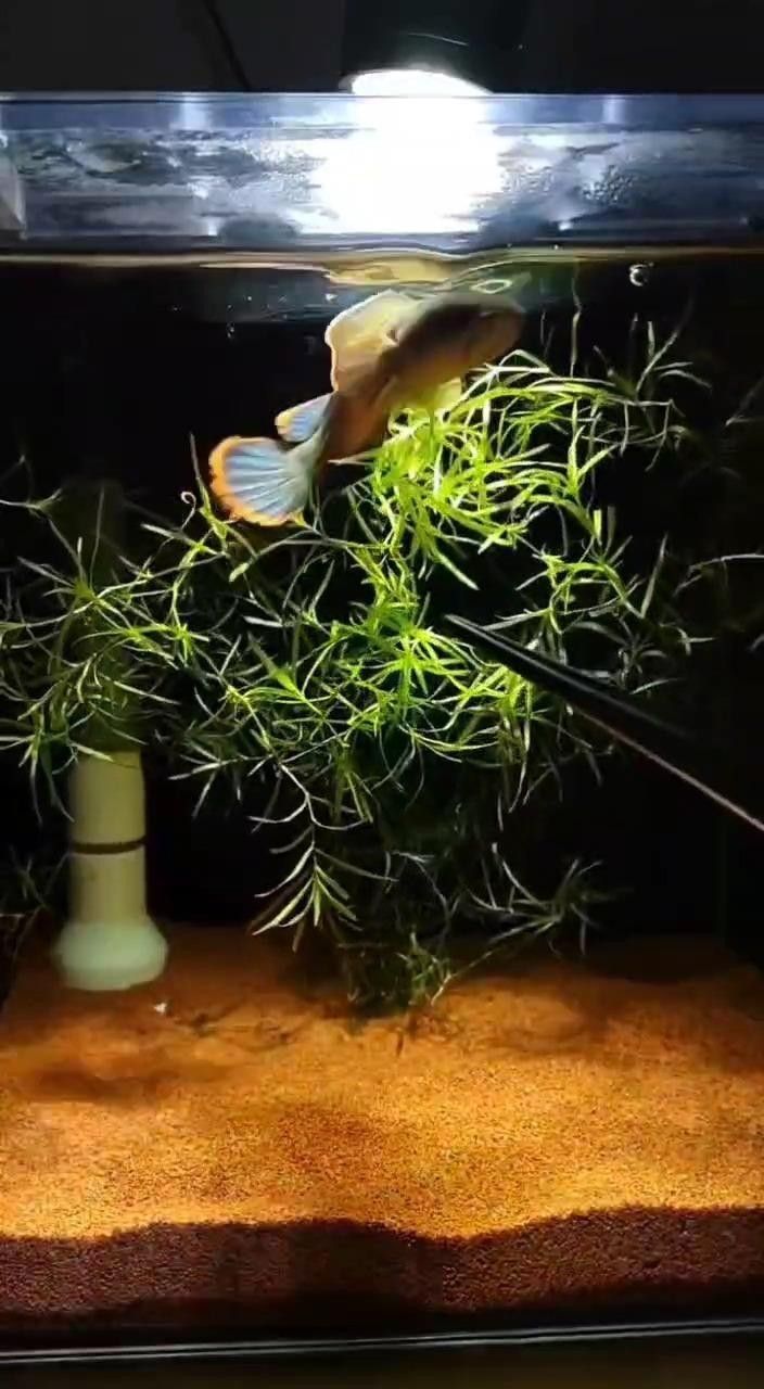 如何區分幻藍雷龍魚的不同品種（區分幻藍雷龍魚的不同品種和區分幻藍雷龍魚的不同品種）
