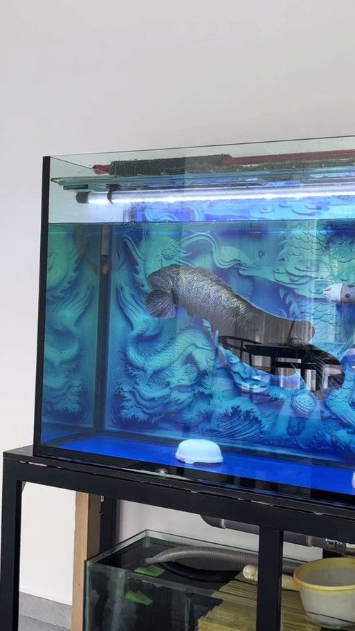 龍魚(yú)黑缸的裝飾建議（魚(yú)黑缸的裝飾建議）