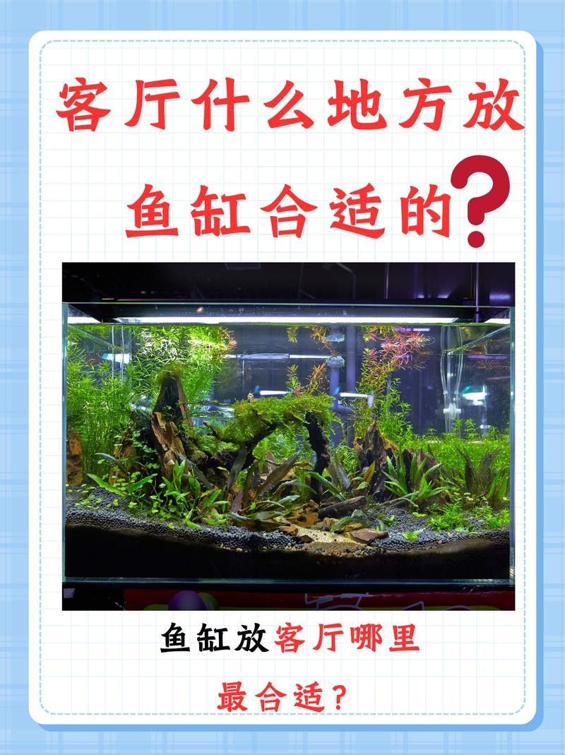 龍魚黑缸的裝飾建議（魚黑缸的裝飾建議）