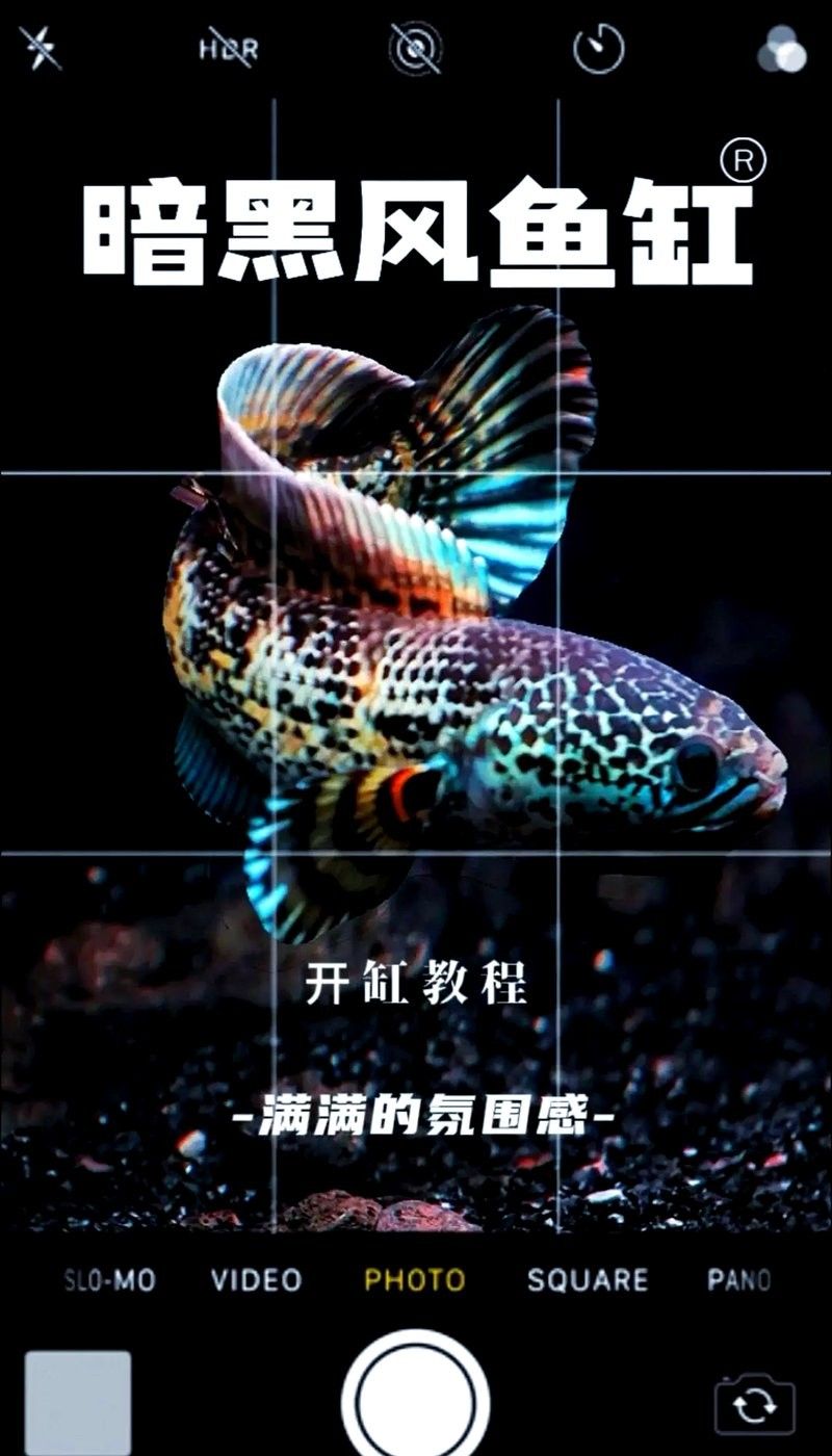龍魚黑缸的裝飾建議（魚黑缸的裝飾建議）
