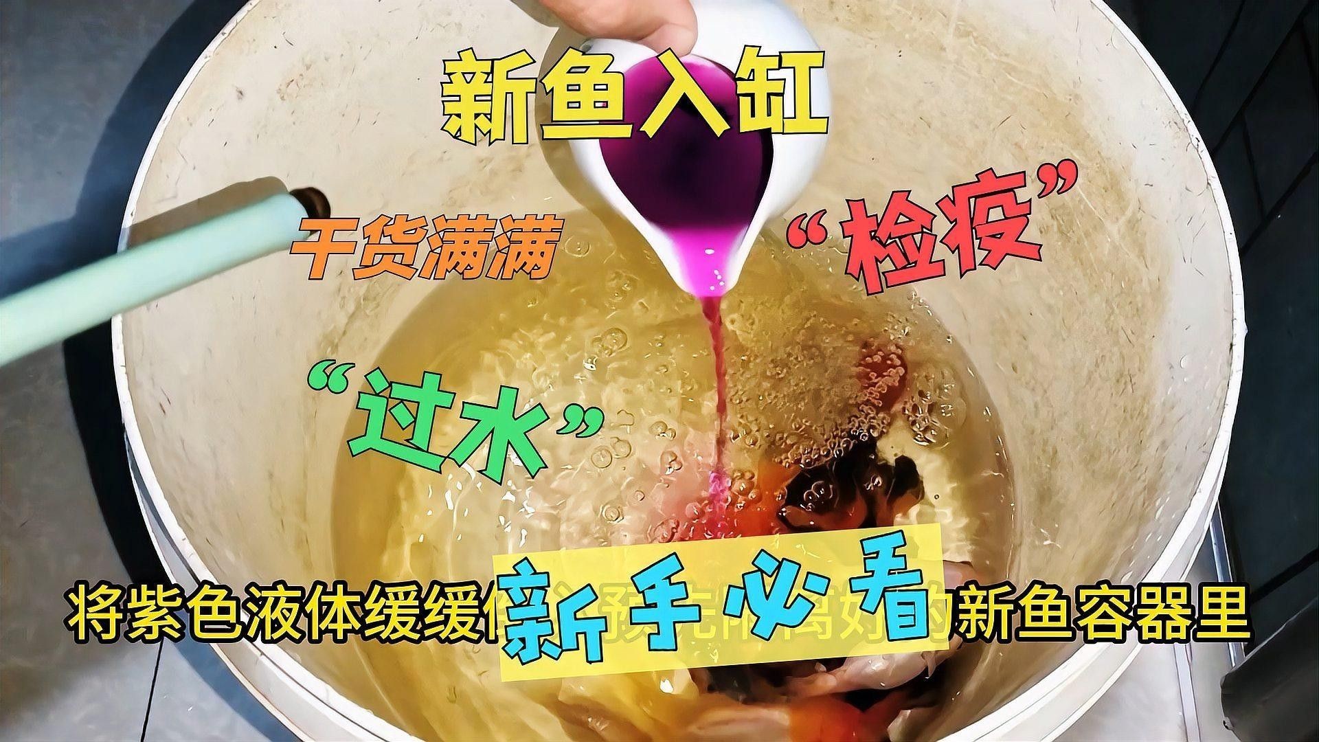如何給新魚進行檢疫？（如何給新魚進行檢疫） 如何給新魚進行檢疫？（如何給新魚進行檢疫） 龍魚百科 第2張