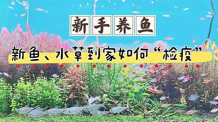 如何給新魚進行檢疫？（如何給新魚進行檢疫） 如何給新魚進行檢疫？（如何給新魚進行檢疫） 龍魚百科 第1張