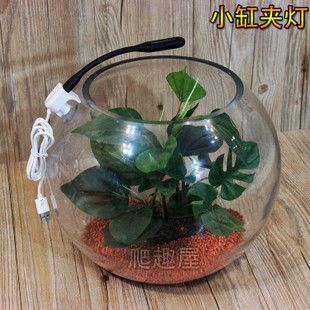 龍魚翹嘴圖片高清壁紙（龍魚翹嘴圖片高清壁紙可愛）（寧夏黃河鯉魚）
