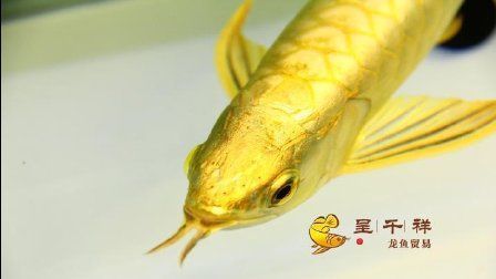 廣州觀賞魚(yú)進(jìn)出口貿(mào)易公司排名榜（關(guān)于廣州觀賞魚(yú)進(jìn)出口貿(mào)易公司排名榜）