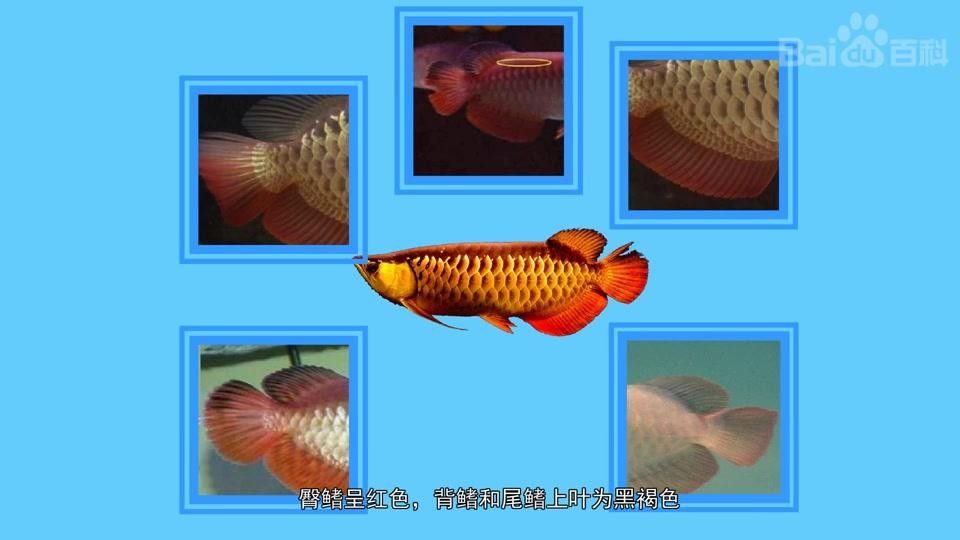 如何區(qū)分過背金龍和紅尾金龍（背金龍和紅尾金龍的區(qū)別） 如何區(qū)分過背金龍和紅尾金龍（背金龍和紅尾金龍的區(qū)別） 龍魚百科 第1張