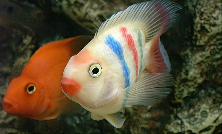 如何避免羅漢魚攻擊鸚鵡魚？（如何防止羅漢魚攻擊鸚鵡魚）