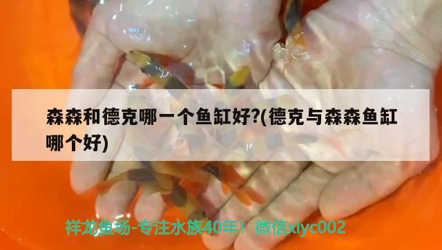 森森和德克哪一個魚缸好?(德克與森森魚缸哪個好)（森森和德克哪個魚缸好）