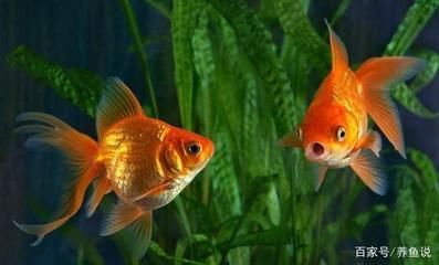 北方的觀賞魚品種：北方觀賞魚品種之紅鯽魚