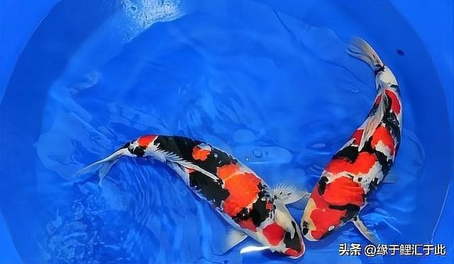 如何預(yù)防龍魚鰓蓋潰爛？（廣州龍魚祥龍魚場(chǎng)預(yù)防龍魚鰓蓋潰爛的原因和處理方法） 如何預(yù)防龍魚鰓蓋潰爛？（廣州龍魚祥龍魚場(chǎng)預(yù)防龍魚鰓蓋潰爛的原因和處理方法） 龍魚百科 第11張