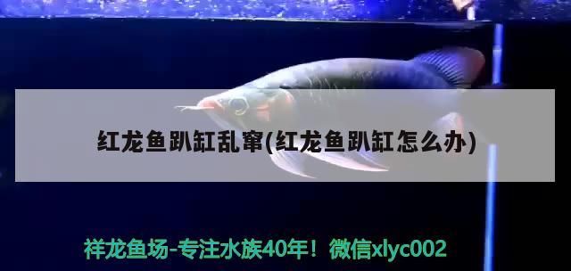 紅龍魚趴缸亂竄(紅龍魚趴缸怎么辦)（紅龍魚趴缸亂竄(紅龍魚趴缸亂竄(紅龍魚趴缸怎么辦） 紅龍魚趴缸亂竄(紅龍魚趴缸怎么辦)（紅龍魚趴缸亂竄(紅龍魚趴缸亂竄(紅龍魚趴缸怎么辦） 觀賞魚百科