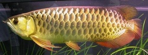 給我高清版紅金龍魚圖片（富媒體素材庫(kù)中暫無(wú)可用的紅金龍魚）