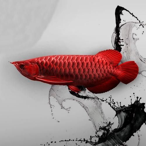 給我高清版紅金龍魚圖片（富媒體素材庫(kù)中暫無(wú)可用的紅金龍魚）