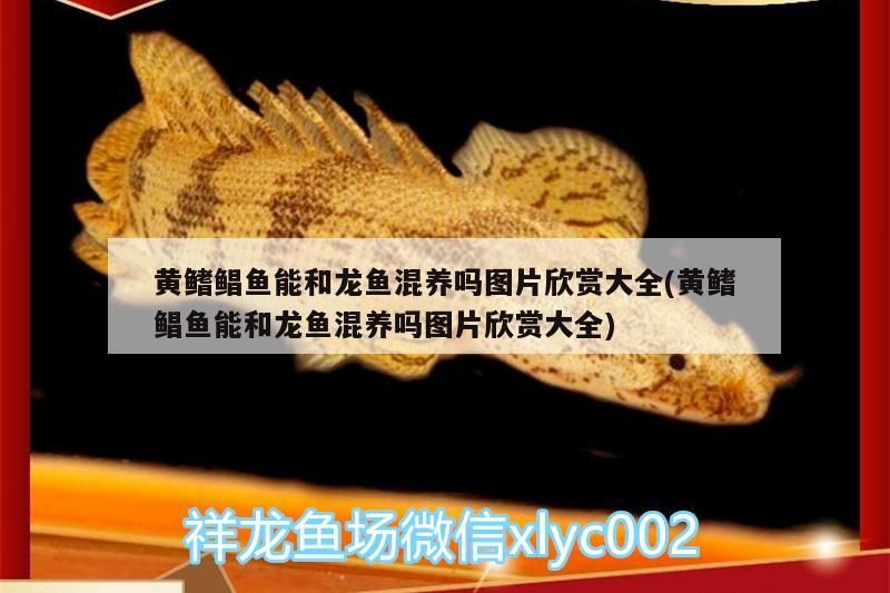 黃鰭鯧魚能和龍魚混養(yǎng)嗎圖片欣賞大全(黃鰭鯧魚能和龍魚混養(yǎng)嗎圖片欣賞大全)（黃鰭鯧魚能和龍魚混養(yǎng)嗎）