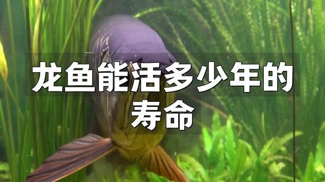 過山龍魚好養(yǎng)嗎？（過山龍魚怎么養(yǎng)紅龍魚好養(yǎng)嗎龍魚怎么養(yǎng)紅龍魚好養(yǎng)嗎） 過山龍魚好養(yǎng)嗎？（過山龍魚怎么養(yǎng)紅龍魚好養(yǎng)嗎龍魚怎么養(yǎng)紅龍魚好養(yǎng)嗎） 龍魚百科 第7張