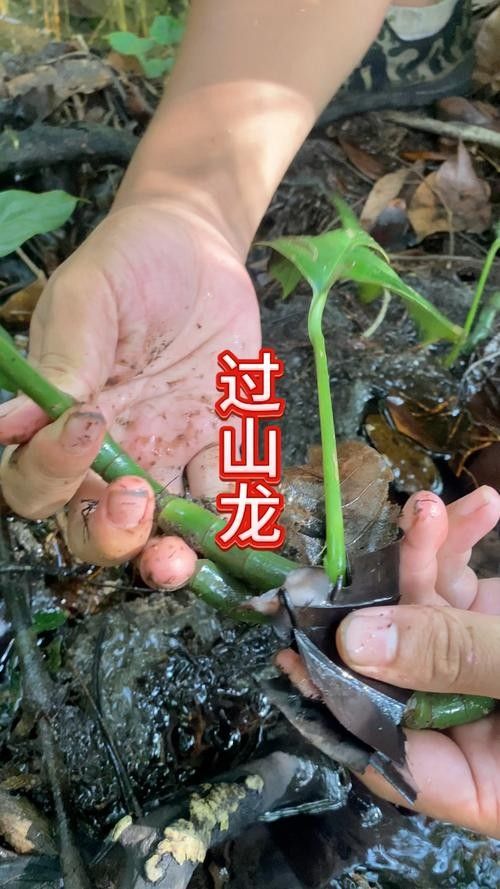 過山龍魚好養(yǎng)嗎？（過山龍魚怎么養(yǎng)紅龍魚好養(yǎng)嗎龍魚怎么養(yǎng)紅龍魚好養(yǎng)嗎） 過山龍魚好養(yǎng)嗎？（過山龍魚怎么養(yǎng)紅龍魚好養(yǎng)嗎龍魚怎么養(yǎng)紅龍魚好養(yǎng)嗎） 龍魚百科 第4張