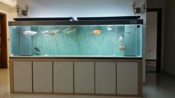 過山龍魚好養(yǎng)嗎？（過山龍魚怎么養(yǎng)紅龍魚好養(yǎng)嗎龍魚怎么養(yǎng)紅龍魚好養(yǎng)嗎） 過山龍魚好養(yǎng)嗎？（過山龍魚怎么養(yǎng)紅龍魚好養(yǎng)嗎龍魚怎么養(yǎng)紅龍魚好養(yǎng)嗎） 龍魚百科 第12張