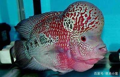 龍魚最好和什么魚混養（龍魚最好和什么魚混養呢）（龍魚最好和什么魚混養（龍魚混養鸚鵡魚,鸚鵡魚,鸚鵡魚））