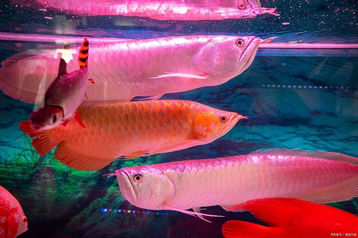 龍魚混養需要注意什么？（草缸養魚蝦,龍魚可以混養嗎老趙的賣車日記養龍魚有哪些誤區）