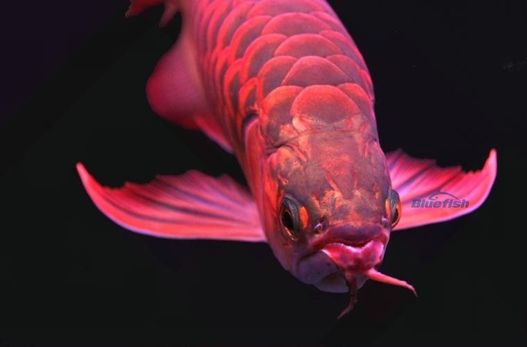推薦一些高清紅龍魚攝影圖片（高清紅龍魚攝影圖片推薦）