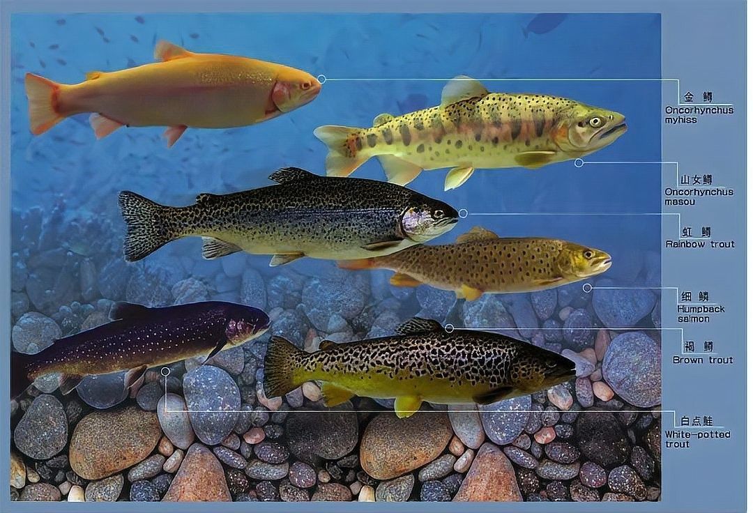 除了這些，還有哪些龍魚養殖基地（北京海淀區金源財富花卉市場有哪些知名商家有哪些） 除了這些，還有哪些龍魚養殖基地（北京海淀區金源財富花卉市場有哪些知名商家有哪些） 龍魚百科 第5張