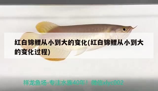 紅白錦鯉從小到大的變化(紅白錦鯉從小到大的變化過程)（紅白錦鯉從小到大從小到大的變化） 紅白錦鯉從小到大的變化(紅白錦鯉從小到大的變化過程)（紅白錦鯉從小到大從小到大的變化） 觀賞魚百科