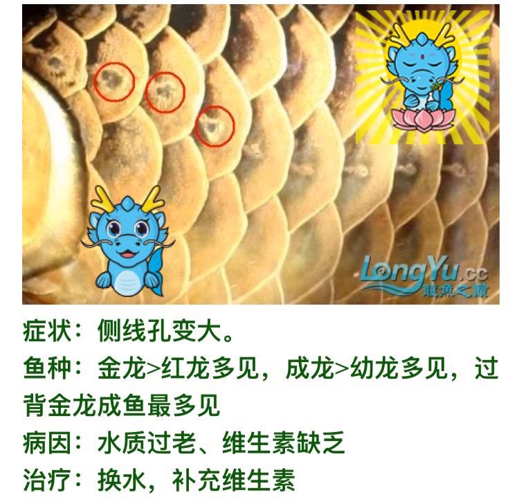 看圖說養魚300字真的不夠發（看圖說養魚之鄰居養魚） 看圖說養魚300字真的不夠發（看圖說養魚之鄰居養魚） 觀賞魚百科 第3張