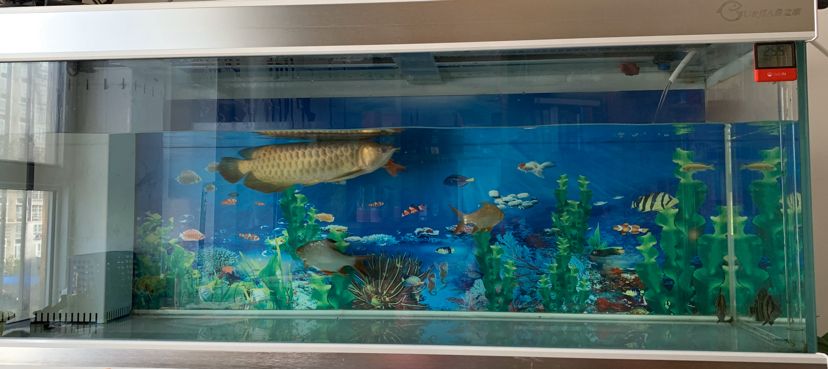 看圖說養魚300字真的不夠發（看圖說養魚之鄰居養魚） 看圖說養魚300字真的不夠發（看圖說養魚之鄰居養魚） 觀賞魚百科 第5張