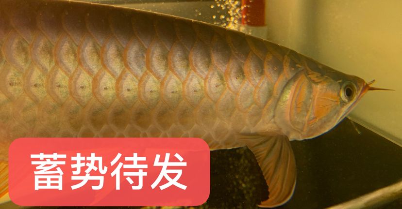 看圖說養魚300字真的不夠發（看圖說養魚之鄰居養魚） 看圖說養魚300字真的不夠發（看圖說養魚之鄰居養魚） 觀賞魚百科 第7張