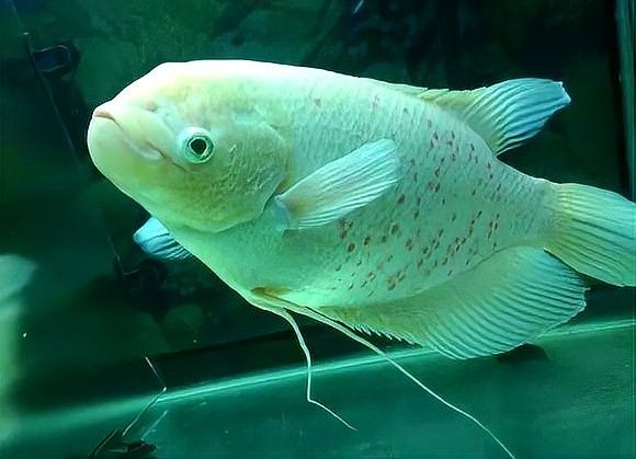 白子招財(cái)龍魚成年后有多大（白子招財(cái)龍魚壽命有多長(zhǎng)？）