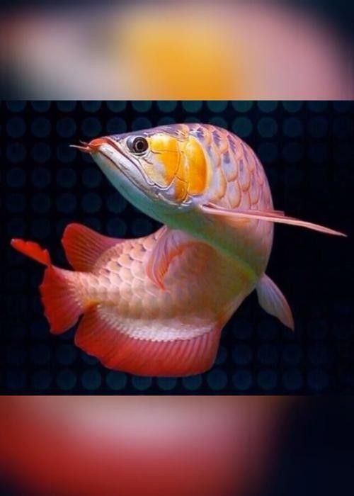 深圳龍魚市場有線上購買嗎（深圳龍魚市場是否提供線上購買服務？） 深圳龍魚市場有線上購買嗎（深圳龍魚市場是否提供線上購買服務？） 龍魚百科 第3張