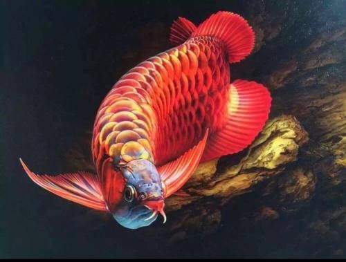 深圳龍魚市場有線上購買嗎（深圳龍魚市場是否提供線上購買服務？） 深圳龍魚市場有線上購買嗎（深圳龍魚市場是否提供線上購買服務？） 龍魚百科 第2張