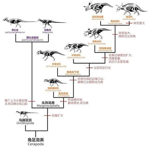 B過金龍魚爬背需要多長時(shí)間?(b過金龍魚爬背需要多長時(shí)間) 龍魚百科 第4張 B過金龍魚爬背需要多長時(shí)間?(b過金龍魚爬背需要多長時(shí)間) B過金龍魚爬背需要多長時(shí)間?(b過金龍魚爬背需要多長時(shí)間) 龍魚百科 第4張