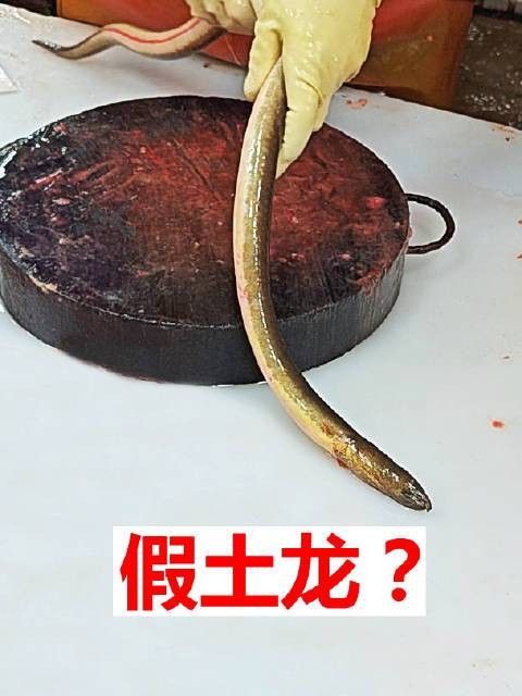 如何辨別真假土龍魚？（仟小魚釣魚土龍和鰻魚的區別喜嘗甘甜的柑橘悅） 如何辨別真假土龍魚？（仟小魚釣魚土龍和鰻魚的區別喜嘗甘甜的柑橘悅） 龍魚百科 第5張