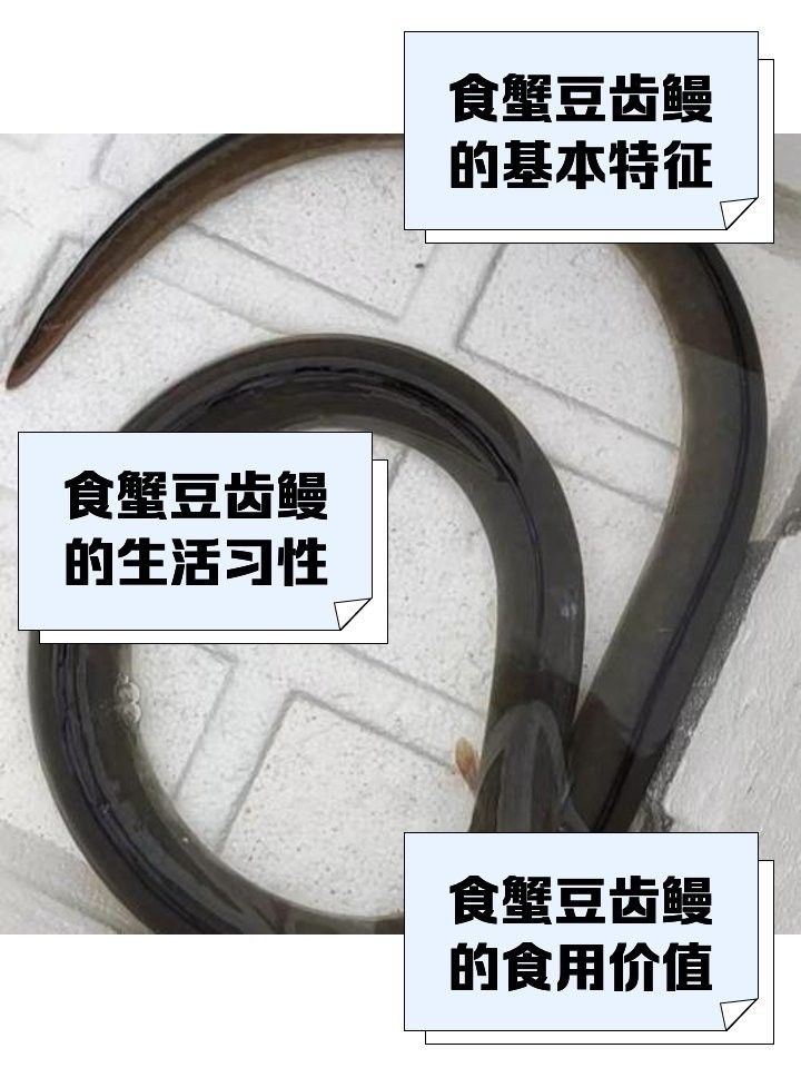 如何辨別真假土龍魚？（仟小魚釣魚土龍和鰻魚的區別喜嘗甘甜的柑橘悅） 如何辨別真假土龍魚？（仟小魚釣魚土龍和鰻魚的區別喜嘗甘甜的柑橘悅） 龍魚百科 第8張