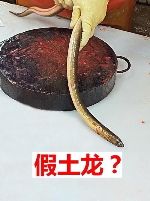 如何辨別真假土龍魚？（仟小魚釣魚土龍和鰻魚的區別喜嘗甘甜的柑橘悅） 如何辨別真假土龍魚？（仟小魚釣魚土龍和鰻魚的區別喜嘗甘甜的柑橘悅） 龍魚百科 第3張