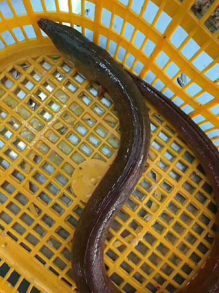 如何辨別真假土龍魚？（仟小魚釣魚土龍和鰻魚的區別喜嘗甘甜的柑橘悅） 如何辨別真假土龍魚？（仟小魚釣魚土龍和鰻魚的區別喜嘗甘甜的柑橘悅） 龍魚百科 第7張