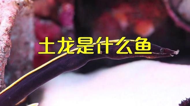 如何辨別真假土龍魚？（仟小魚釣魚土龍和鰻魚的區別喜嘗甘甜的柑橘悅） 如何辨別真假土龍魚？（仟小魚釣魚土龍和鰻魚的區別喜嘗甘甜的柑橘悅） 龍魚百科 第2張