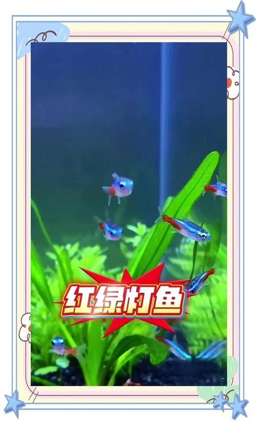 混養時如何避免爭斗（養動物時，爭斗是一個常見的問題）