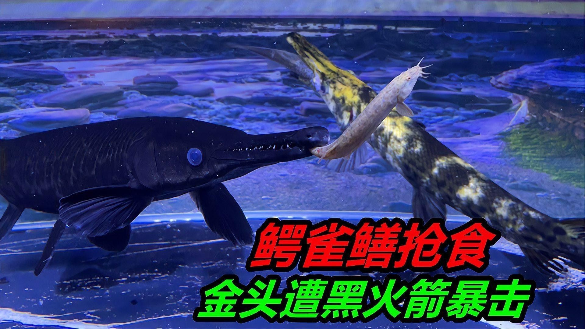 混養時如何避免爭斗（養動物時，爭斗是一個常見的問題）